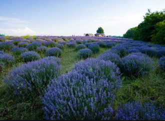 Kashmir’s Purple Revolution