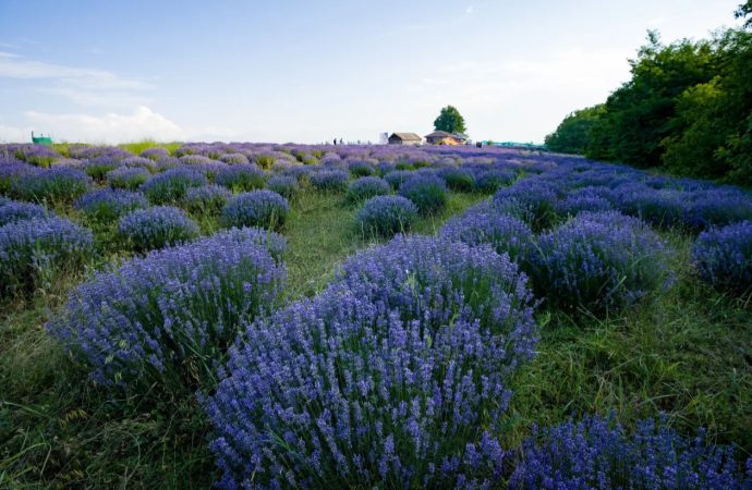 Kashmir’s Purple Revolution