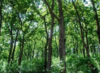 J&K diverts 1178 hectares of forest land in 5 years