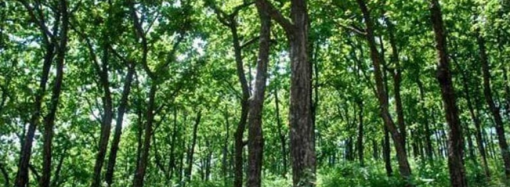 J&K diverts 1178 hectares of forest land in 5 years