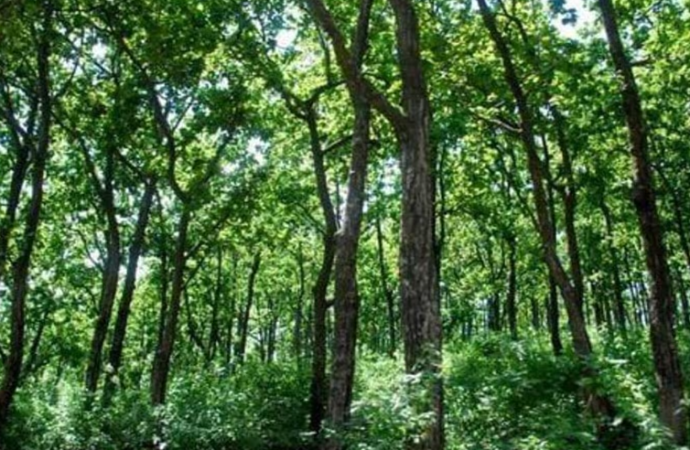 J&K diverts 1178 hectares of forest land in 5 years