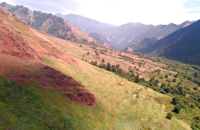 1178 Hectares Gone